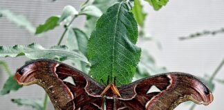 Czy można atakować z drugiej linii?