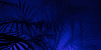 Z jakiej firmy polecacie legginsy?