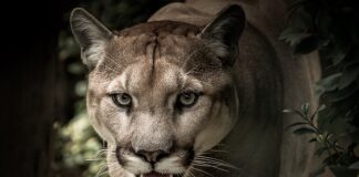 Skąd się wzięła nazwa puma?