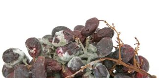 Jak zdezynfekować majtki? Jak zdezynfekować majtki?