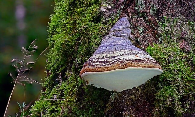 Jak wybrać krzesiwo?