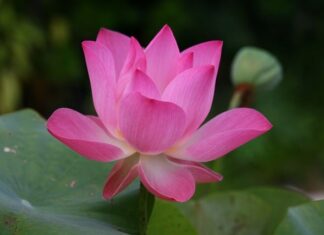 Jak po angielsku krzesiwo? Jak po angielsku krzesiwo?