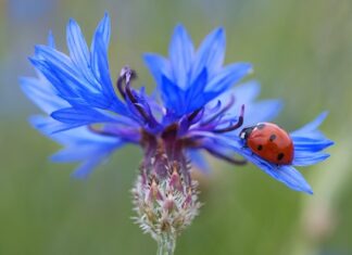 Ile jest punktów za dwutakt?