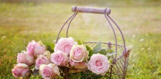 Jaki kosz na podwórko?