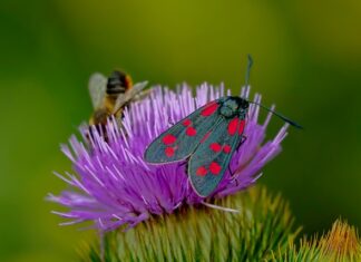 Czy motylek działa na uda?