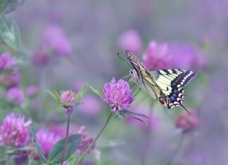 Co robi silny skrzydłowy?