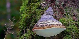 Jaka stał na krzesiwo?