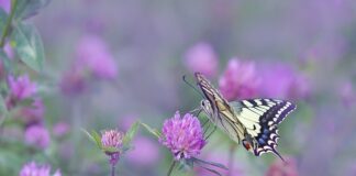 Jak powinien grac silny skrzydłowy? Jak powinien grac silny skrzydłowy?