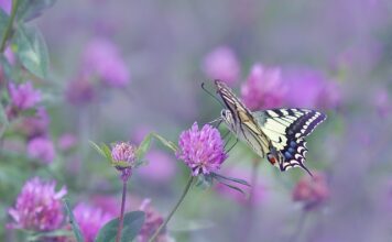 Jak powinien grac silny skrzydłowy?