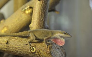 O co chodzi w grze terraria?