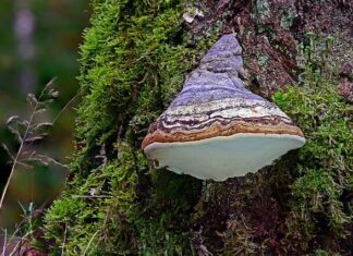 Czym krzesać krzesiwo? Czym krzesać krzesiwo?