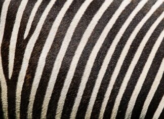 Jak zrobić trwały nadruk na koszulce?