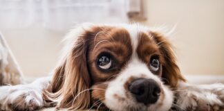 Czy można przewozić psa na rowerze?