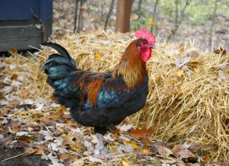 Co jest faulem w koszykówce?