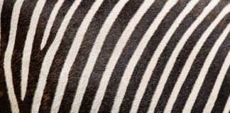 Jaki jest najtrwalszy nadruk na koszulce?