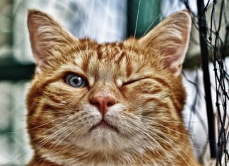 Jak spuszczać oczka w czapce?