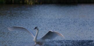 Jak siadają świadkowie? Jak siadają świadkowie?