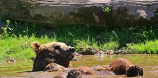 Jak odświeżyć samochód? Jak odświeżyć samochód?