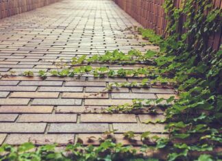 Co jest charakterystyczne dla Creeper to?