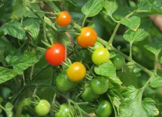 Czy creepersy są wygodne?